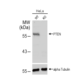 PTEN antibody (GTX101025)